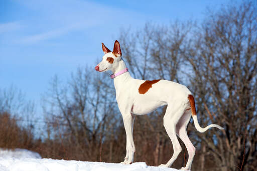 A beautiful ibizan hound out in the Snow
