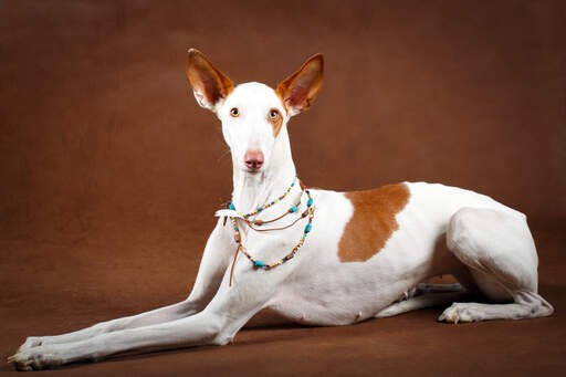 A stunning ibizan hound with fantastic big ears