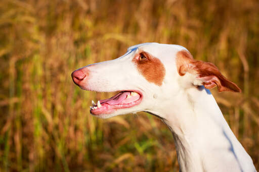 An ibizan hound with streamlined ears and a wet nose