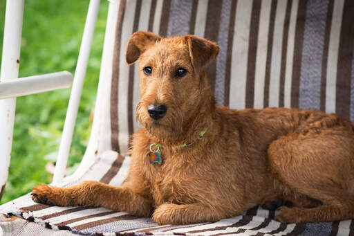 A lovely, little irish terrier relaxing on a chair