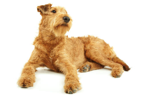 A wiry, young adult irish terrier showing off its beautiful red coat