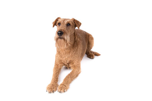 A young adult irish terrier lying down awaiting a command