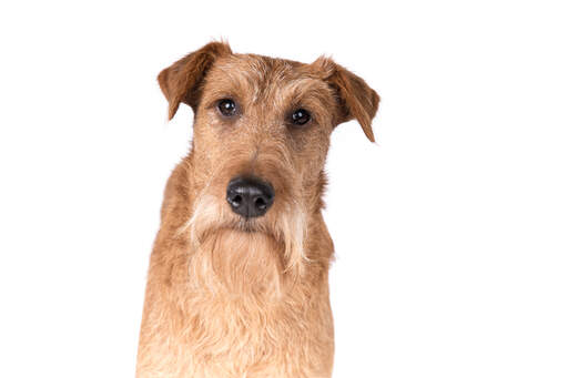 The characteristic wiry, blonde beard of an irish terrier