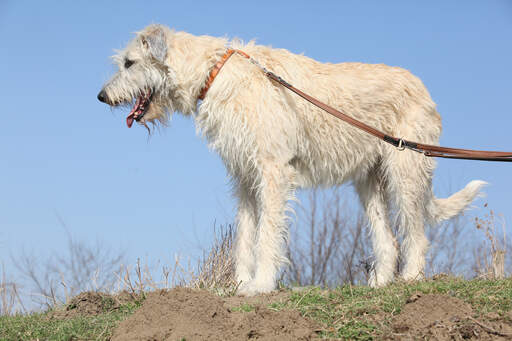 A great, big irish wolfhound with a wonderful, white, wiry coat