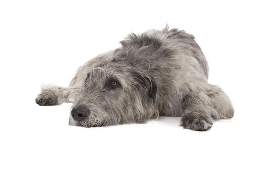 A relaxing irish wolfhound ready to have a nap