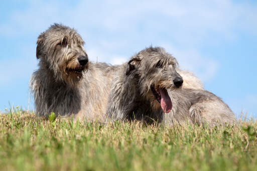 Two healthy, adult irish wolfhounds lying down in the grass