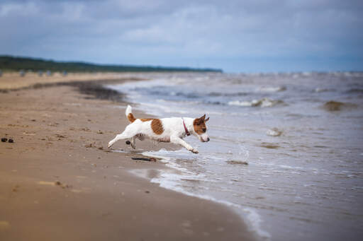 A beautiful, little, female jack russell terrier bounding into the water