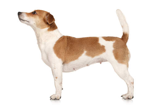 do jack russell terriers have short tails