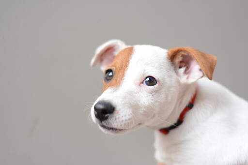 A close up of a young jack russell terrier's beautiful little eyes and soft puppy coat