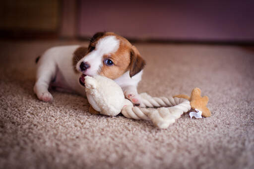 A healthy, young jack russell terrier puppy chewing on a toy