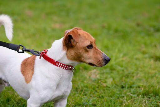 A healthy, young adult jack russell terrier with a beautiful, soft, short coat