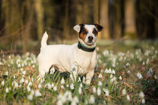A wonderful jack russell terrier standing tall, showing off it's beautiful, short body