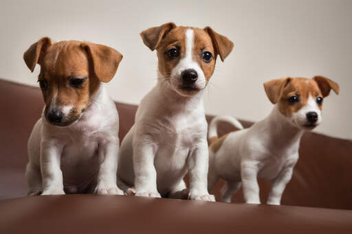 Three beautiful, little jack russell terriers sitting neatly together