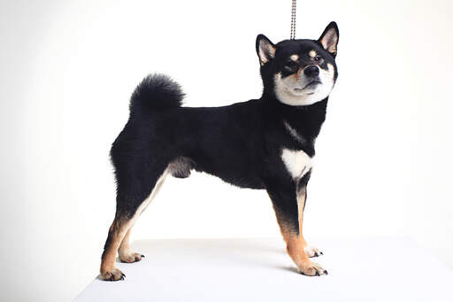 A beautiful little japanese shiba inu puppy with a lovely thick coat