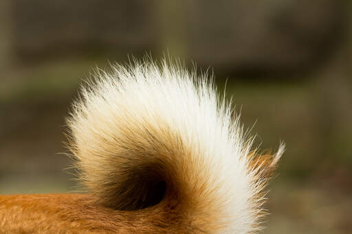 A close up of a japanese shiba inu's distinctive bushy tail