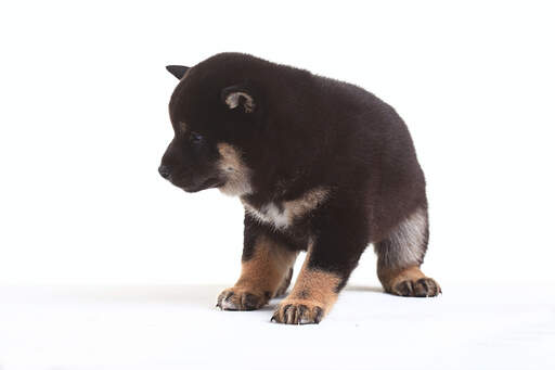 A close up of a japanese shiba inu puppy's impressively giant paws