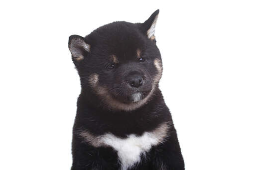 A close up of a japanese shiba inu puppy's lovely rounded face