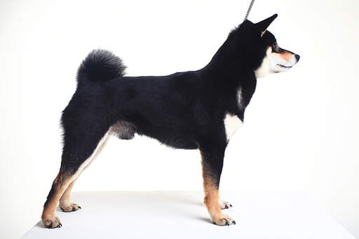 A healthy adult japanese shiba inu showing off it's wonderful muscular body and bushy tail