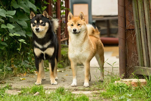 Two healthy adult japanese shiba inus standing tall together