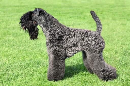 An incredibly groomed kerry blue terrier with a wonderful long, black beard