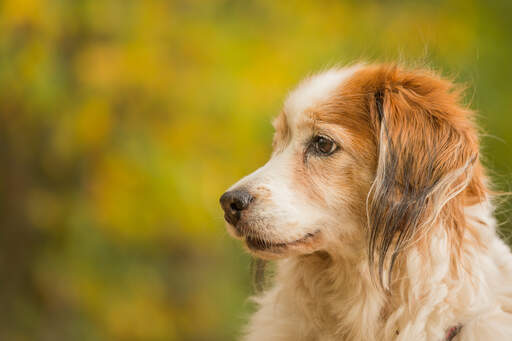 A close up of a kooikerhondje's wonderful long scruffy ears