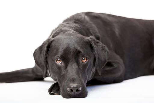 An adult labrador retriever resting, enjoying the floor