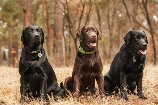 are labrador retrievers outdoor dogs