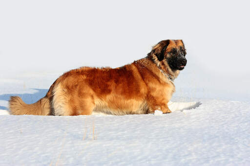 A wonderful, adult leonberger enjoying some exercise in the Snow