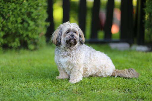 A beautiful, little lhasa apso sitting patienly, waiting for a command