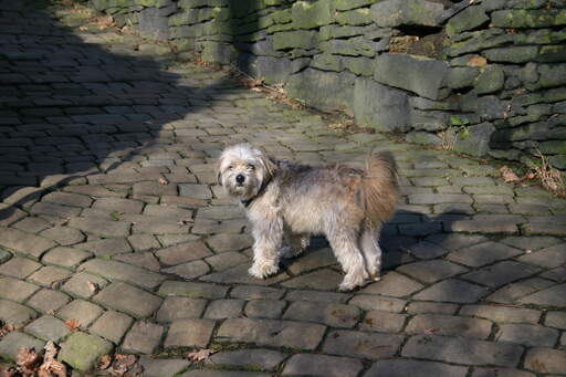 A healthy adult lowchen with a lovely thick coat