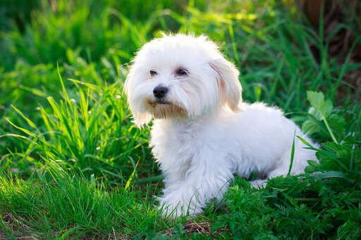 A wonderful, little maltese puppy with a soft white coat and brown beard