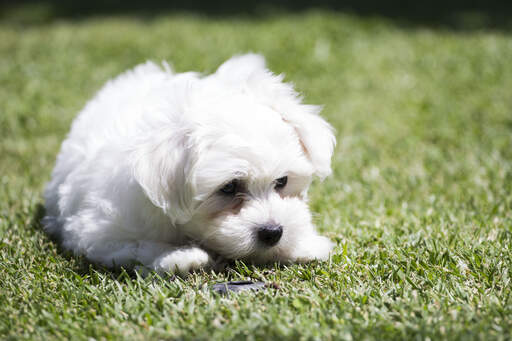 An inquisitive little maltese pup, inspecting the grass