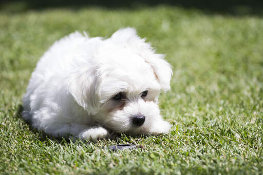 https://www.omlet.us/images/cache/512/341/Dog-Maltese-An_inquisitive_little_Maltese_pup%2C_inspecting_the_grass.jpg