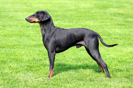 A manchester terrier showing off it's wonderful long legs and slender physique