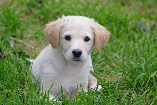A cute little maremma sheepdog pup