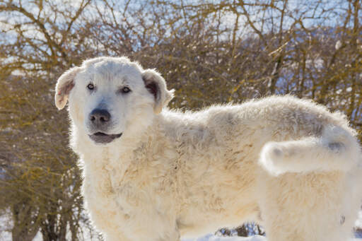 A strong and brave maremma sheepdog ready to protect a flock