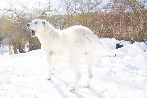 A stunning maremma sheepdog out in the Snow