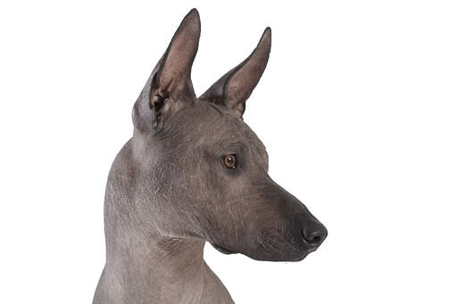The distinctive bald head of a mexican hairless