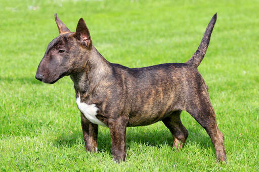 A miniature bull terrier showing off it's short, muscular body and pointed ears