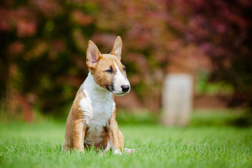 A beautiful, little miniature bull terrier sitting down, resting in the grass