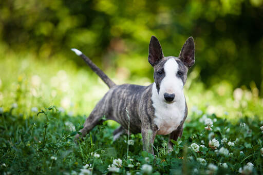 A young miniature bull terrier with big, beautiful pointed ears