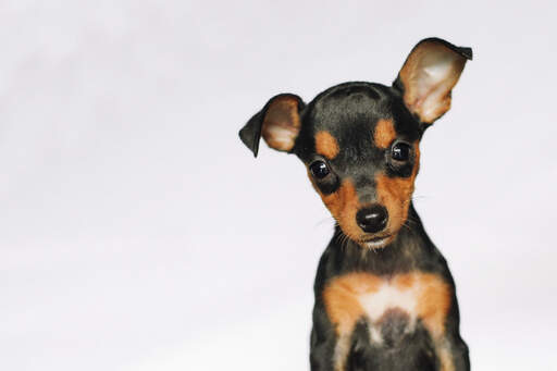 A miniature pinscher puppy with a playful little face