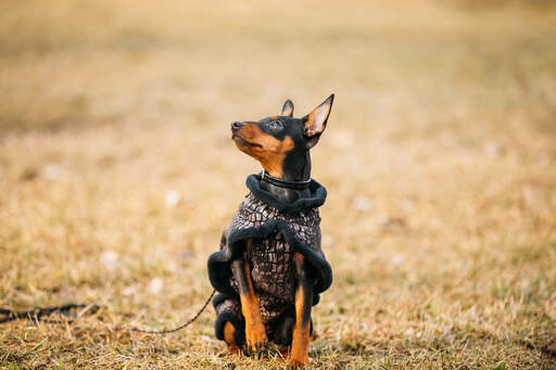 A little miniature pinscher out for a walk with his coat on