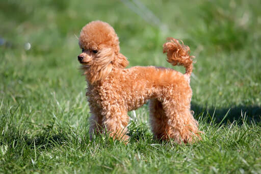 A miniature poodle with an beautiful, well groomed coat