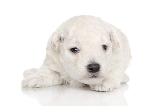 A wonderful little miniature poodle puppy with a beautiful, thick white coat