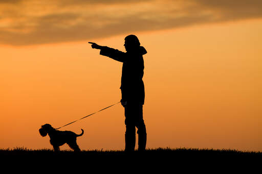 A silhouette of a miniature schnauzer and it's owner