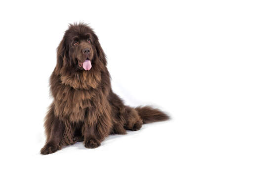 A long, soft, brown coated newfoundland feeling like a long nap