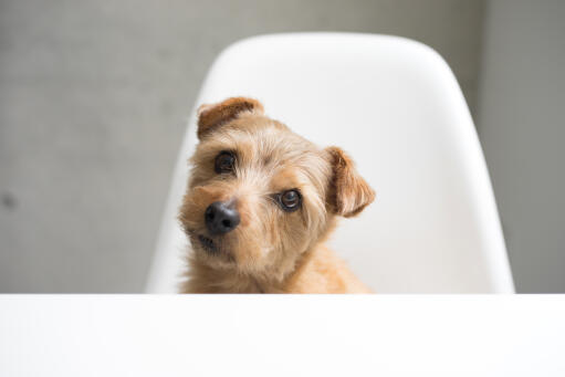 A beautiful, little norfolk terrier puppy with a short, wiry coat and floppy ears