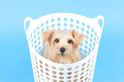 A healthy, young norfolk terrier pup, sitting in a washing basket