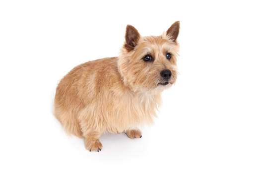 A norwich terrier sitting, waiting patiently for some attention from it's owner